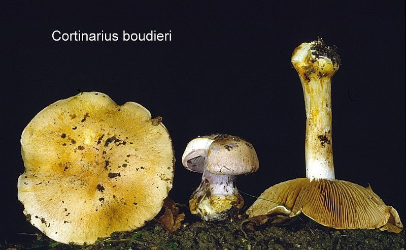Cortinarius boudieri-amf613.jpg - Cortinarius boudieri ; Syn: Phlegmacium boudieri ; Nom français: Cortinaire de Boudier